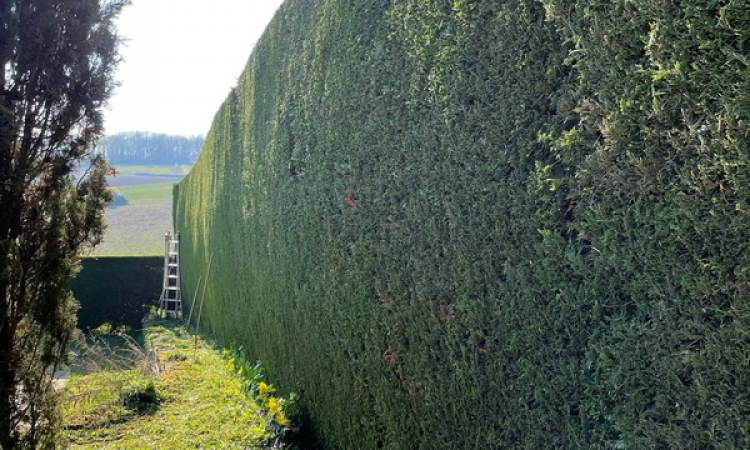 Entretien d'espace vert - Tarare - Junet Paysage